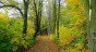 Road in park